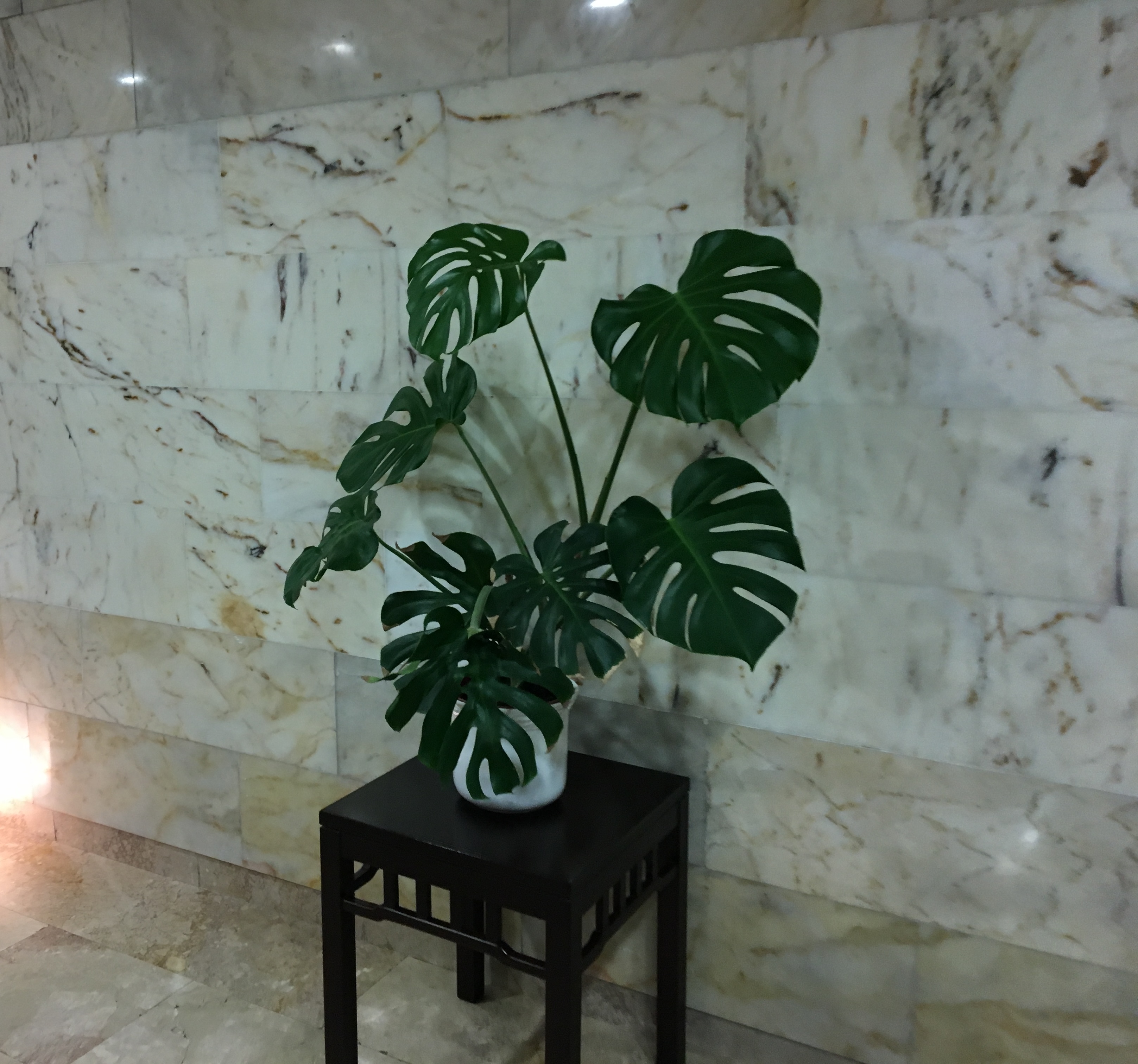 Vintage apartment plant photo 1